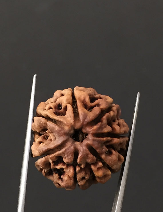 7 Mukhi Certified Nepali Rudraksha Size- 22 mm